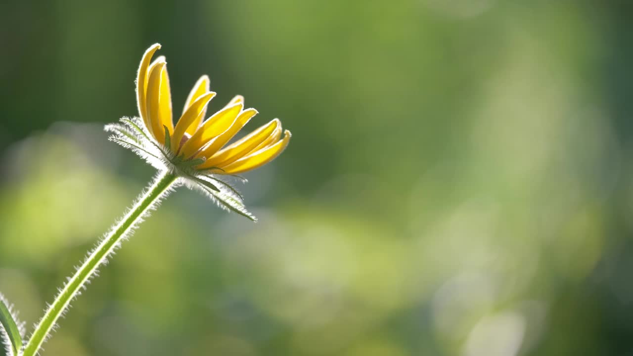 黄色阳光下的洋甘菊花盛开在夏天的花坛在绿色阳光明媚的花园视频素材