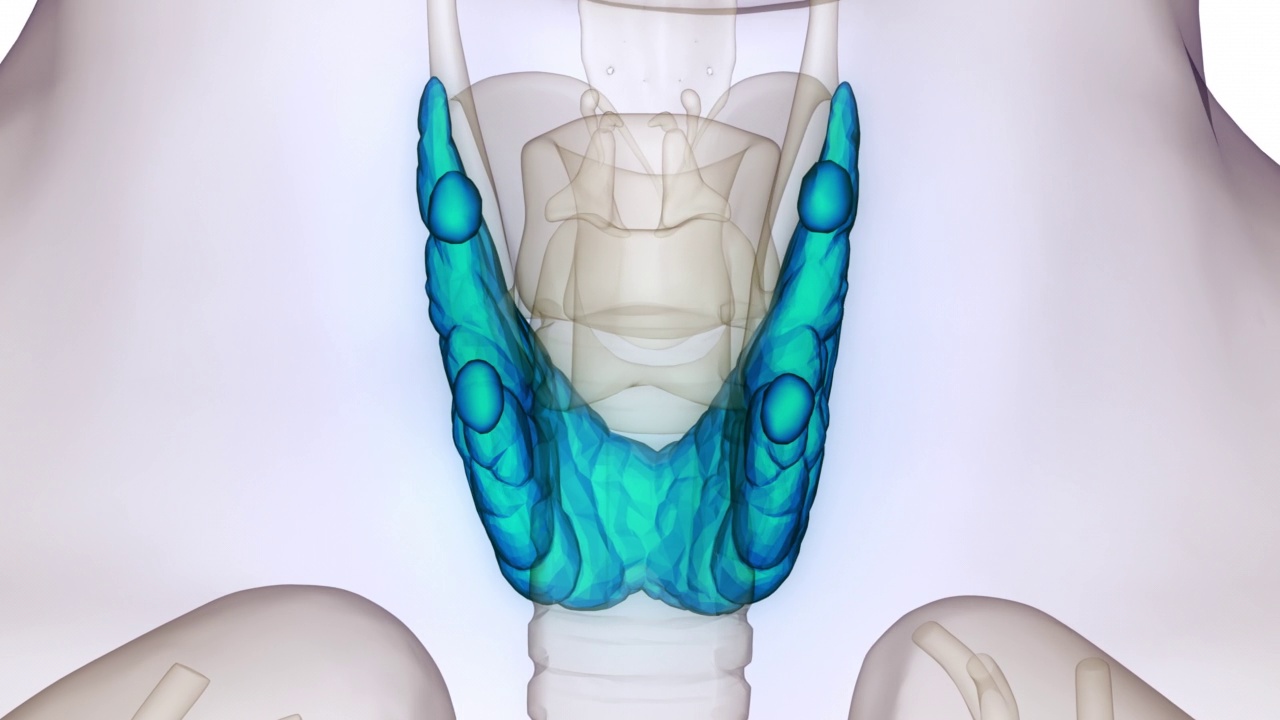 人体腺体甲状腺解剖动画概念视频下载