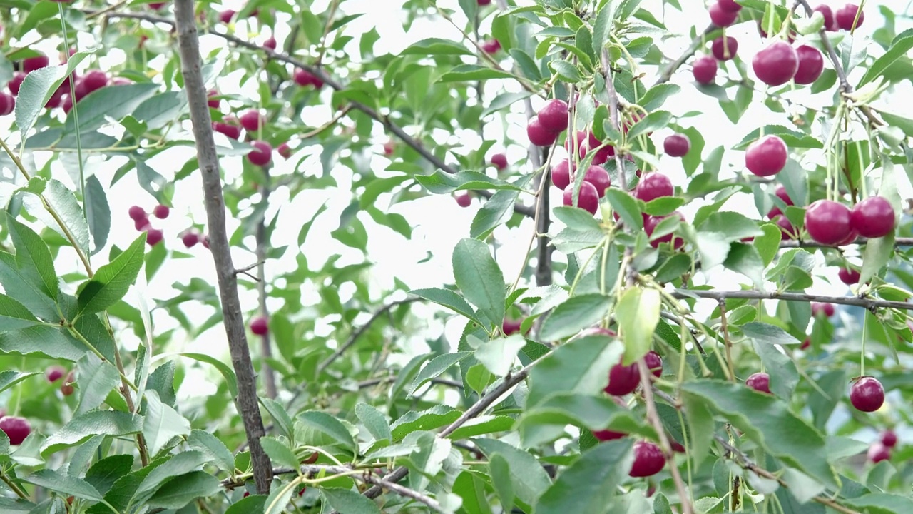 一串鲜红的成熟樱桃挂在樱桃树的树枝上。视频素材