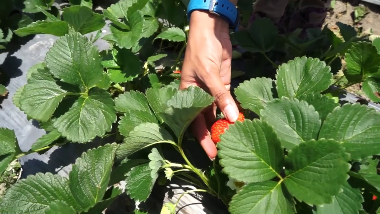 自然景观-手采摘草莓的特写镜头视频素材