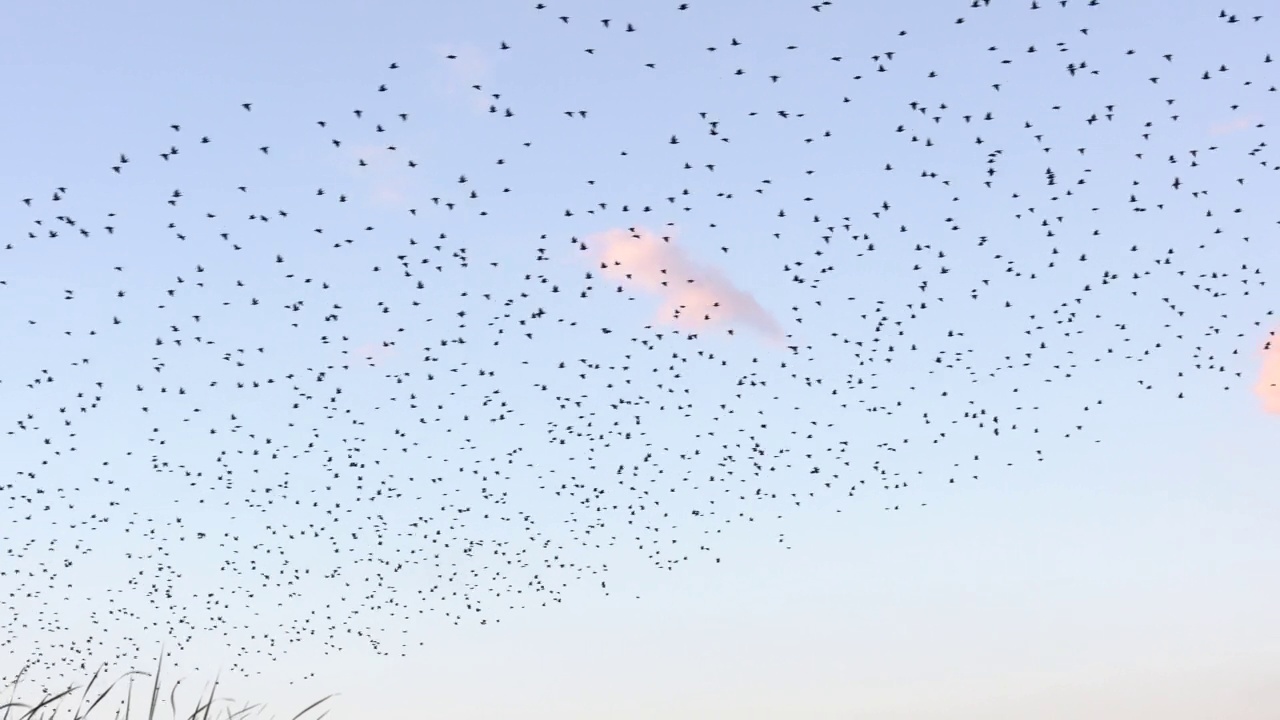 一群鸟在天空中飞翔视频素材