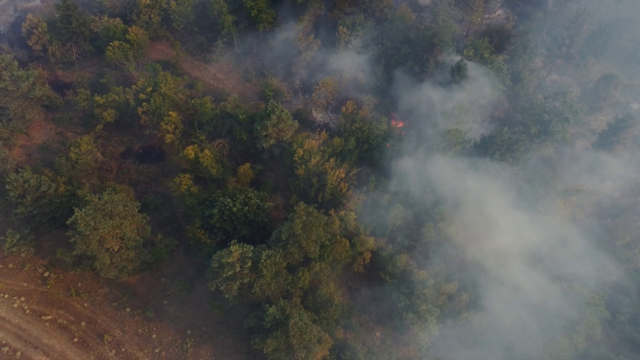 森林大火近距离观察。强烈的火雾视频素材