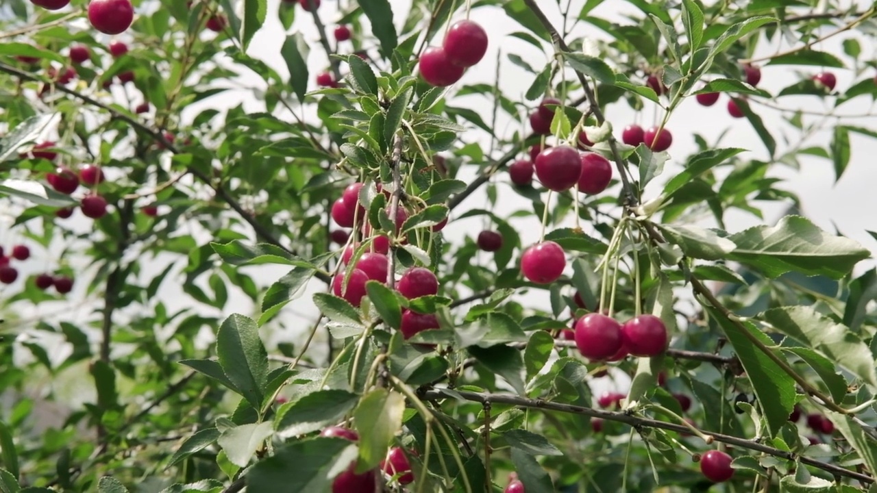 一串鲜红的成熟樱桃挂在樱桃树的树枝上。视频素材