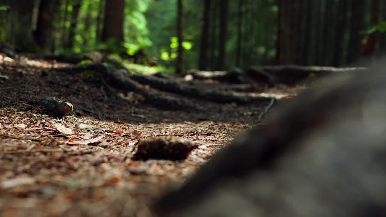 一个徒步旅行者正在沿着森林的小路移动，一个双卷徒步旅行者的腿正在森林的特写步骤视频素材