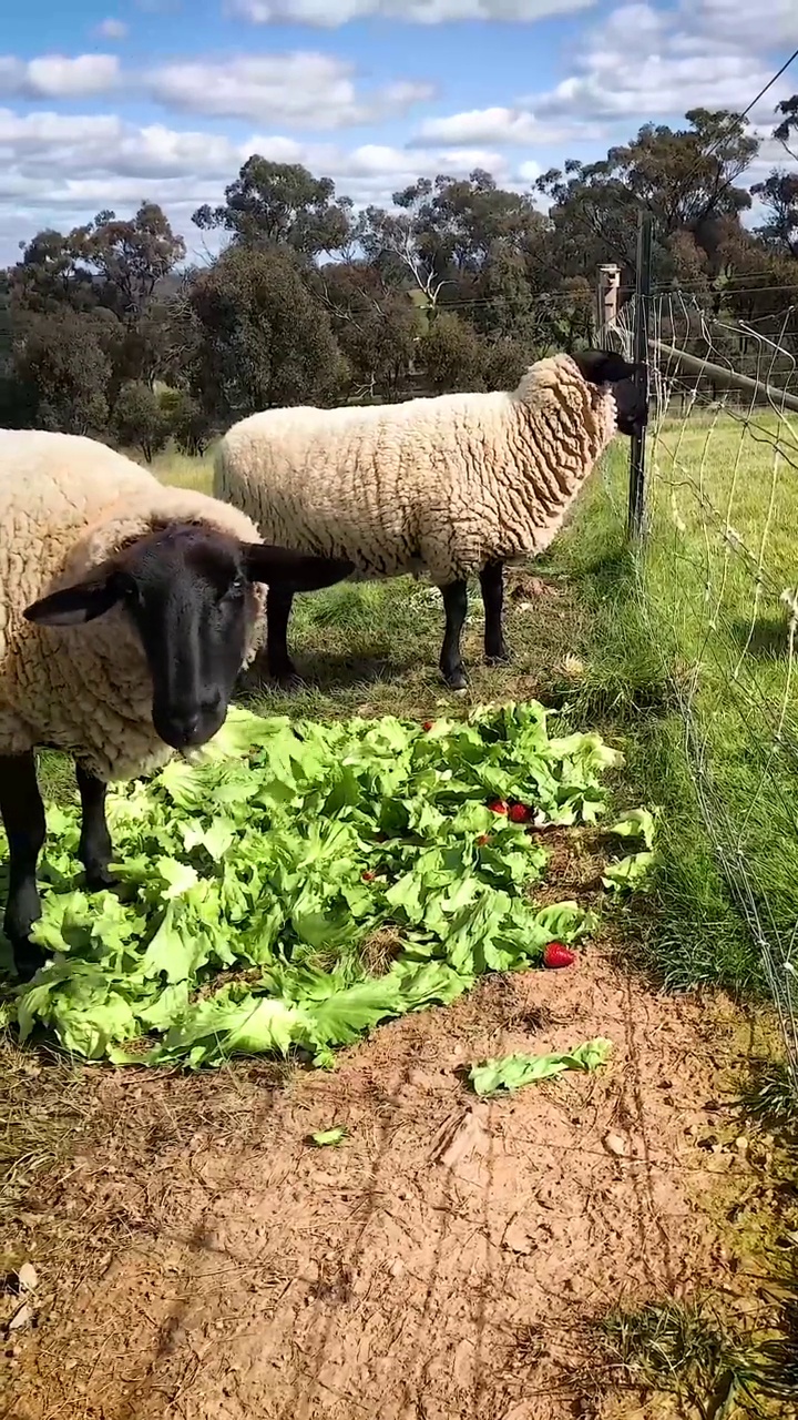 吃莴苣的绵羊视频素材