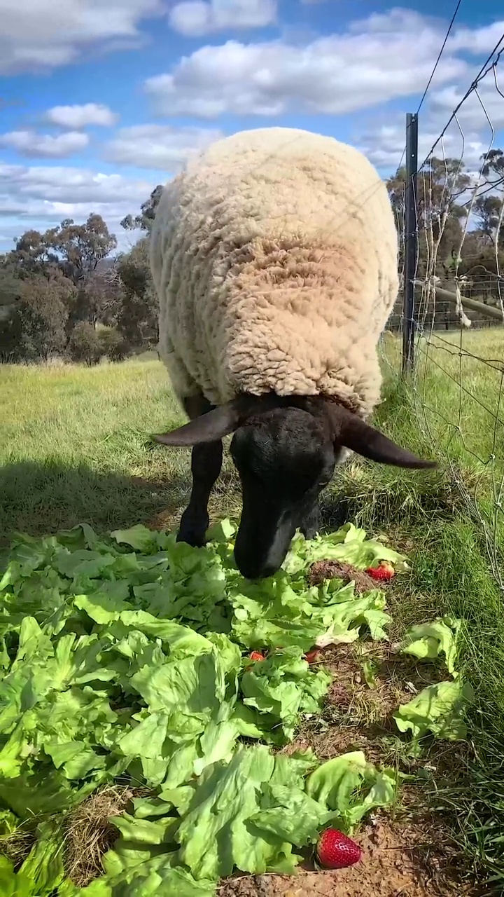吃莴苣的绵羊视频素材