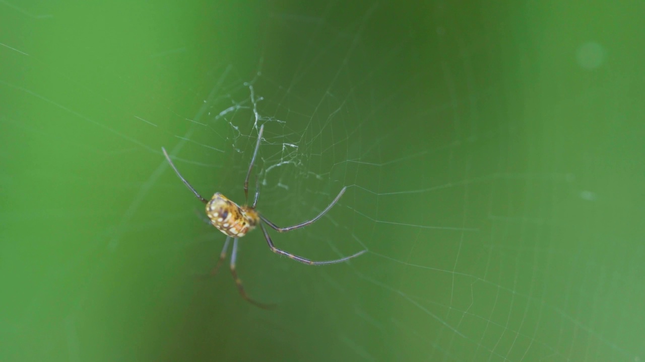 蜘蛛站在蜘蛛网上，绿色模糊的背景视频素材