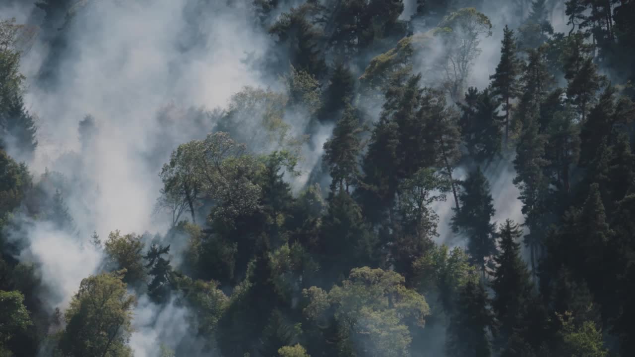 森林大火近距离观察。强烈的火雾视频素材