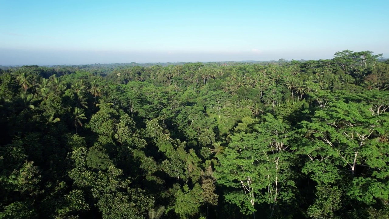 巴厘岛高地典型峡谷的热带丛林灌木丛，早晨航拍视频素材