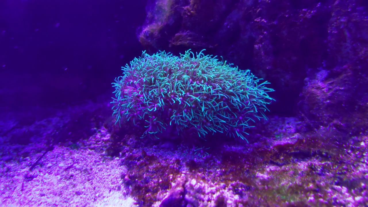 在海底或海洋上美丽的珊瑚特写。水下摄影。海洋生物。风景如画的海景。热带珊瑚礁。潜水。自然环境条件。水下的鱼礁视频素材