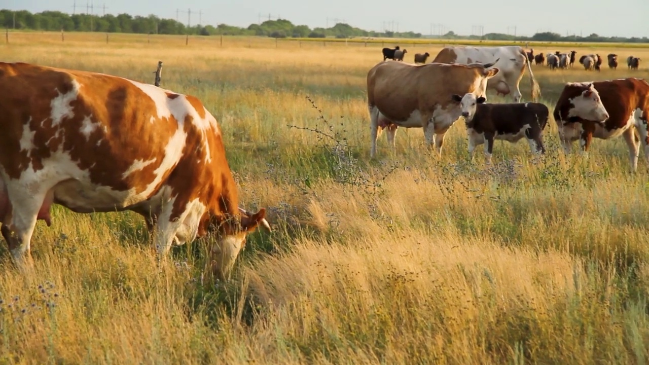 牛在草地上吃草。日落时的牛群。养牛的农场。羊和牛的围栏。视频素材