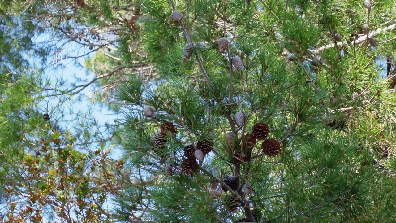 松果悬挂在森林中的绿色针叶树上视频下载