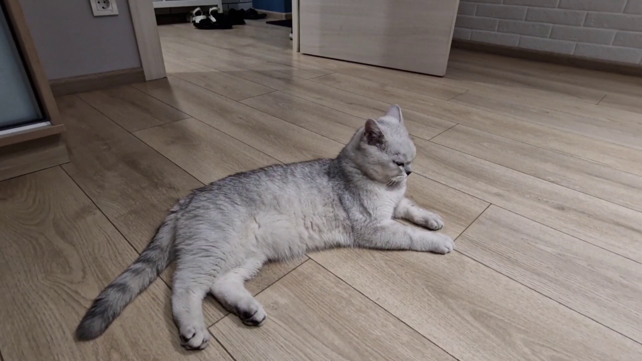 一只苏格兰猫躺在房间的地板上视频素材