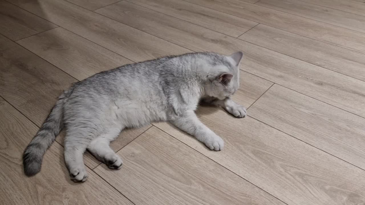 一只苏格兰猫躺在房间的地板上视频素材