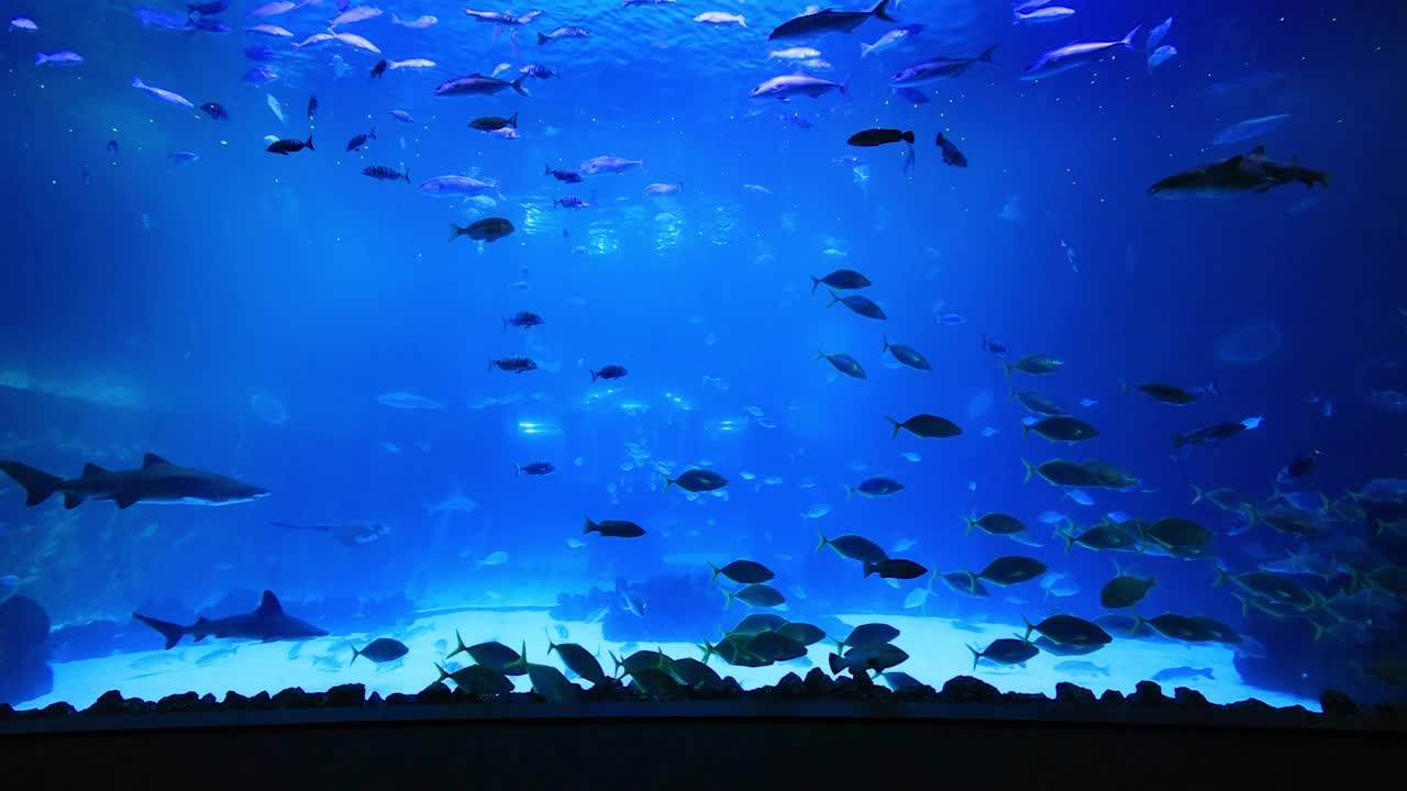 水族馆有各种水生动物视频素材