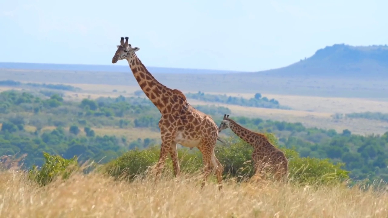 非洲长颈鹿在森林中行走的肖像。森林里的野生非洲长颈鹿和小长颈鹿。长颈鹿妈妈和长颈鹿宝宝一起散步视频素材