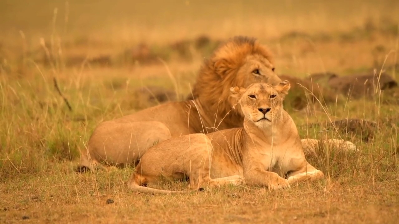 野生非洲狮和母狮在森林中休息的肖像。非洲狮和母狮在森林中静坐的镜头视频素材