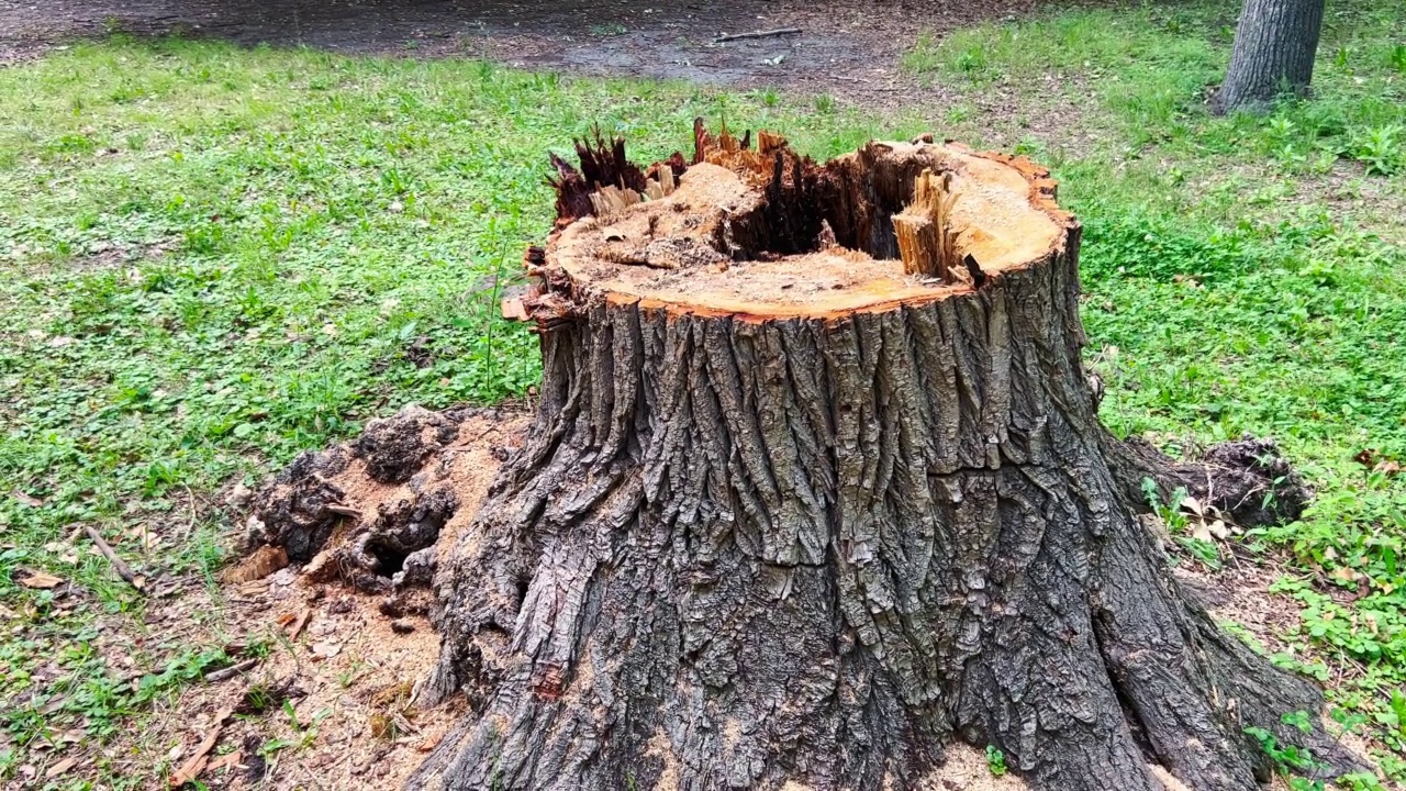 被砍倒的老树的大树桩从里面腐烂了。视频素材
