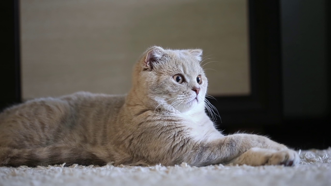 可爱的苏格兰折耳猫在家视频素材