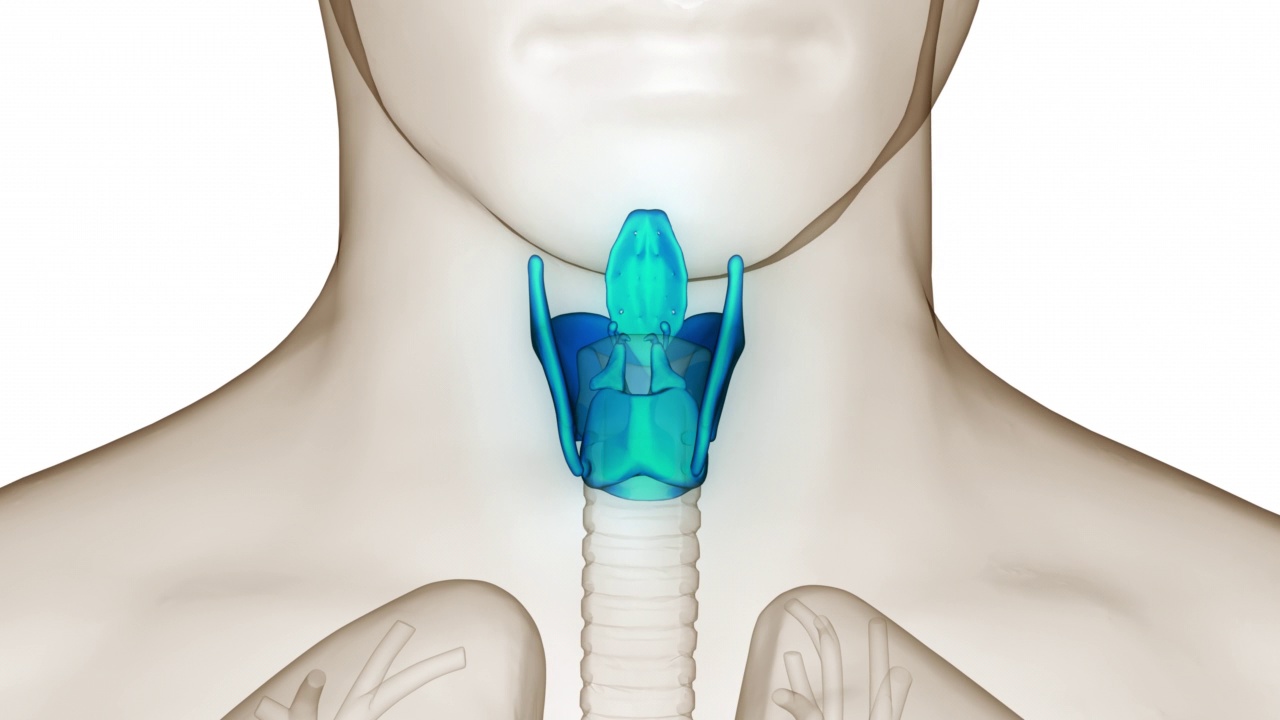 人体呼吸系统喉咽解剖动画概念视频下载
