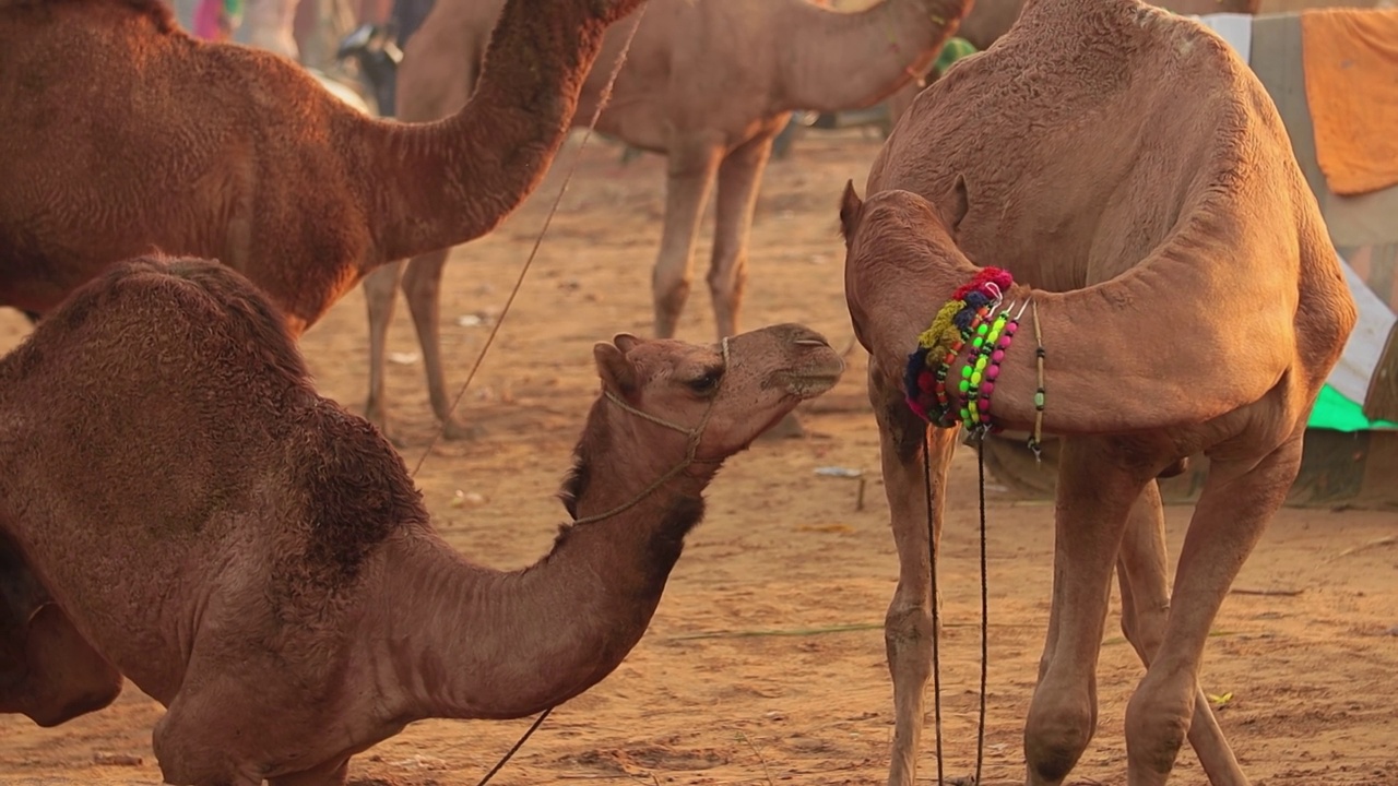 普什卡尔集市上慢动作的骆驼，也被称为普什卡尔骆驼集市或当地称为Kartik Mela，是印度拉贾斯坦邦普什卡尔镇每年举行的多日牲畜集市和文化活动。视频素材