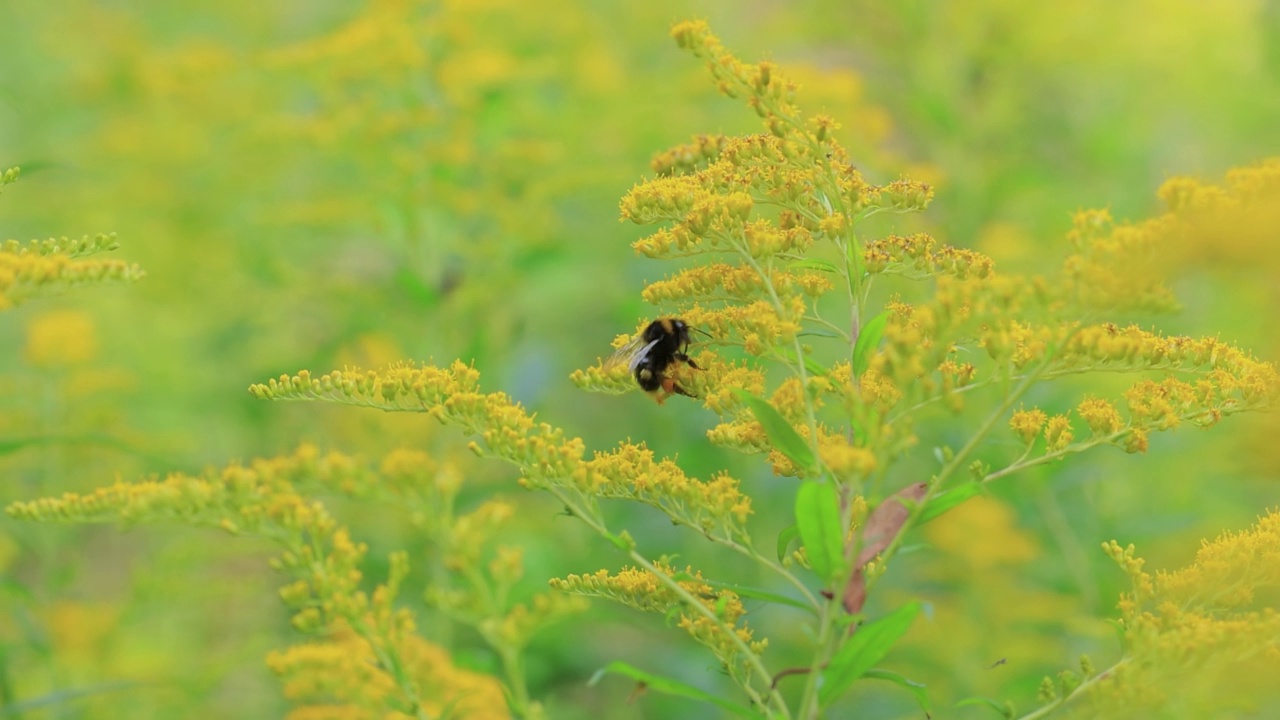 毛茸茸的大黄蜂正在为植物的黄色花朵授粉并收集花蜜视频素材