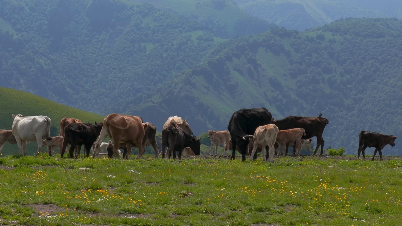 牛群一起在田里吃草。奶牛冲进镜头。视频素材