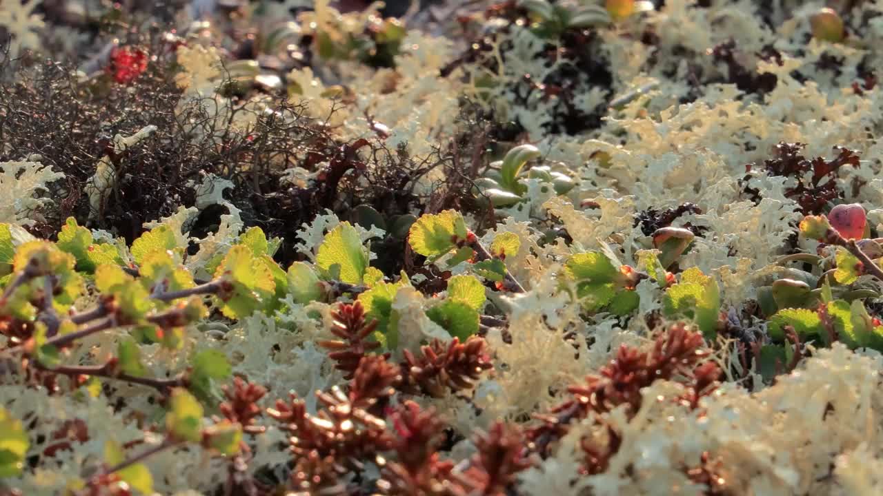 北极苔原地衣苔藓特写。它主要分布在北极苔原地区，高山苔原，非常耐寒。Cladonia rangiferina，也被称为驯鹿杯苔。视频素材