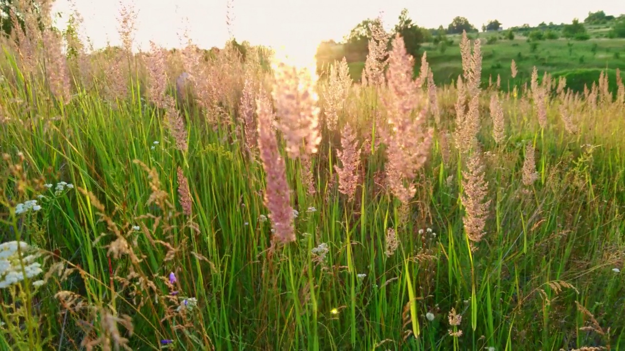 干燥的细毛Melinis minutiflora，在夏夜的阳光下田野里的草甸，用手机拍摄视频素材