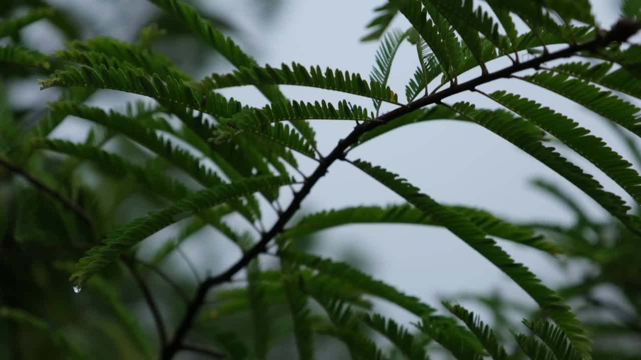 森林中松树的叶子和树枝上有露珠的特写视频素材