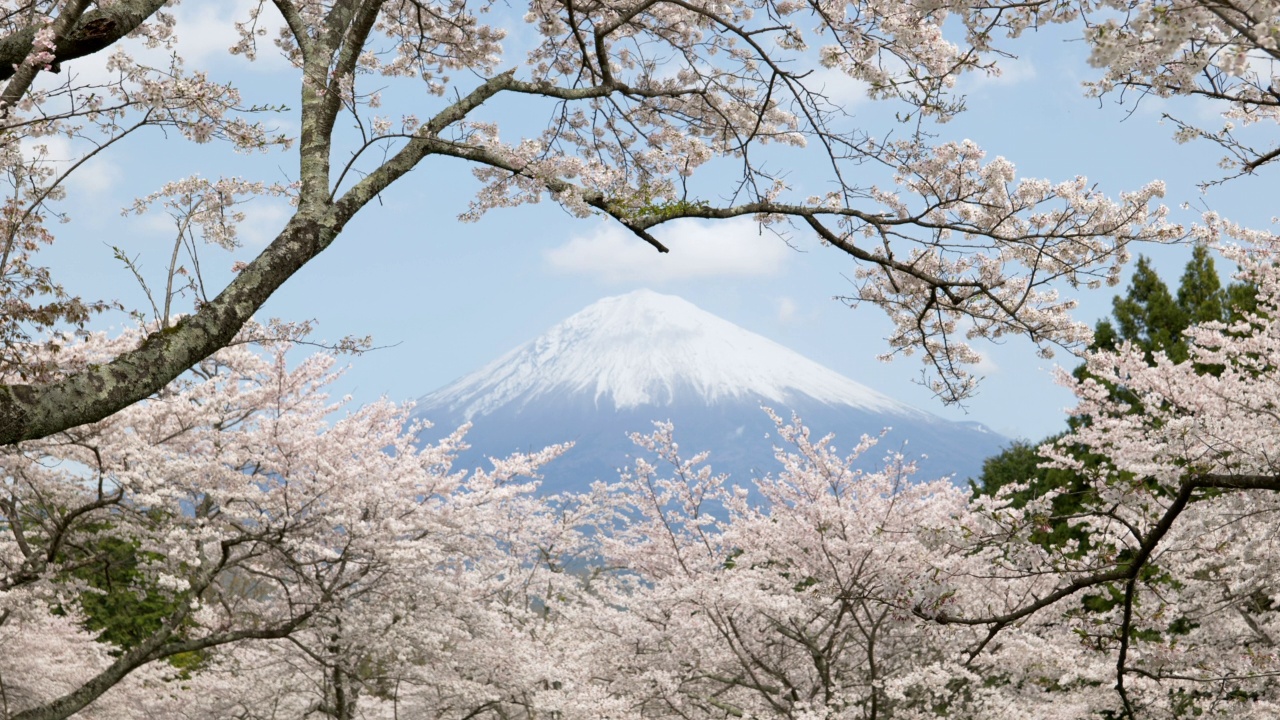 樱花之上的富士山视频下载