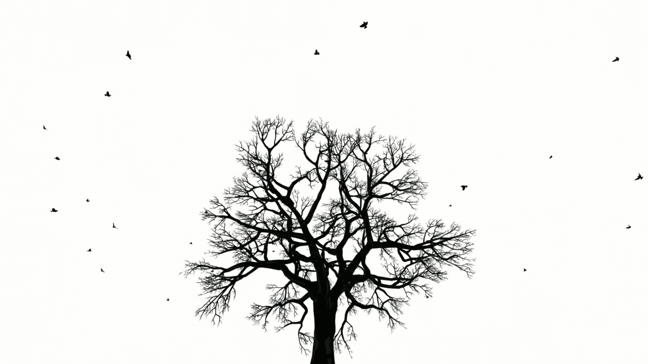 鸟儿在落叶树上飞翔，黑白相间视频下载