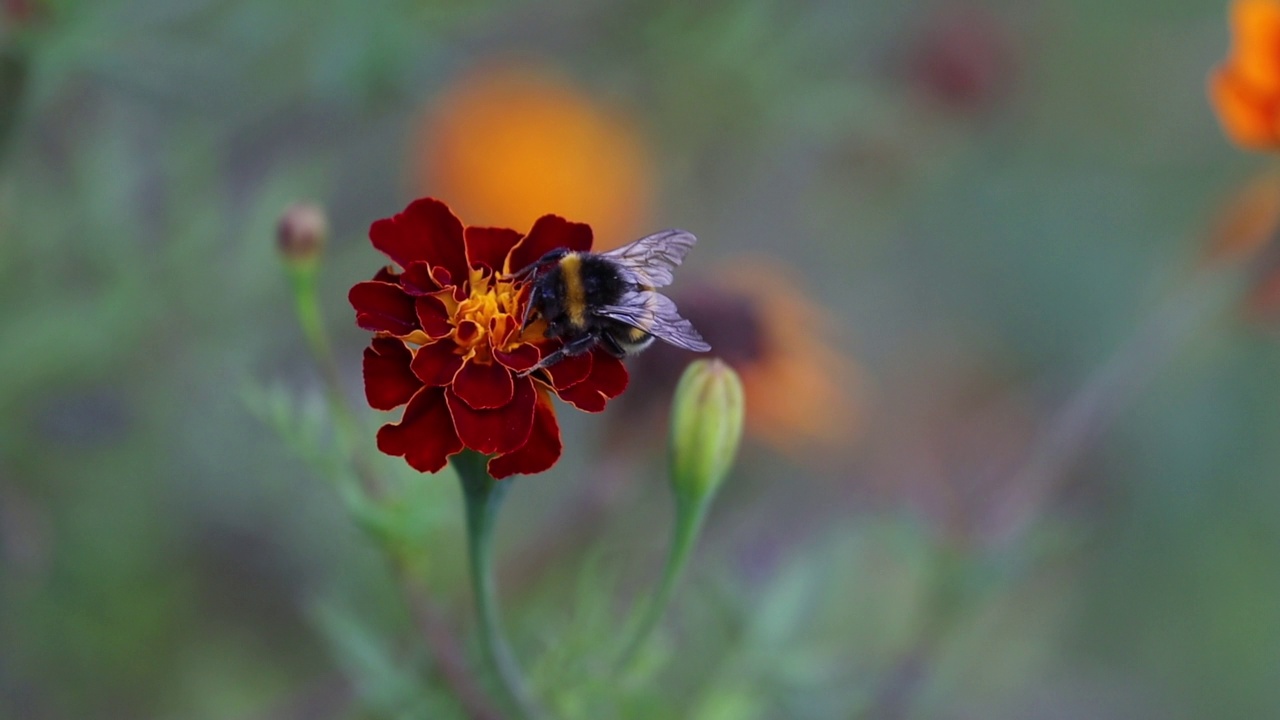 大黄蜂在美丽的秋花上视频素材