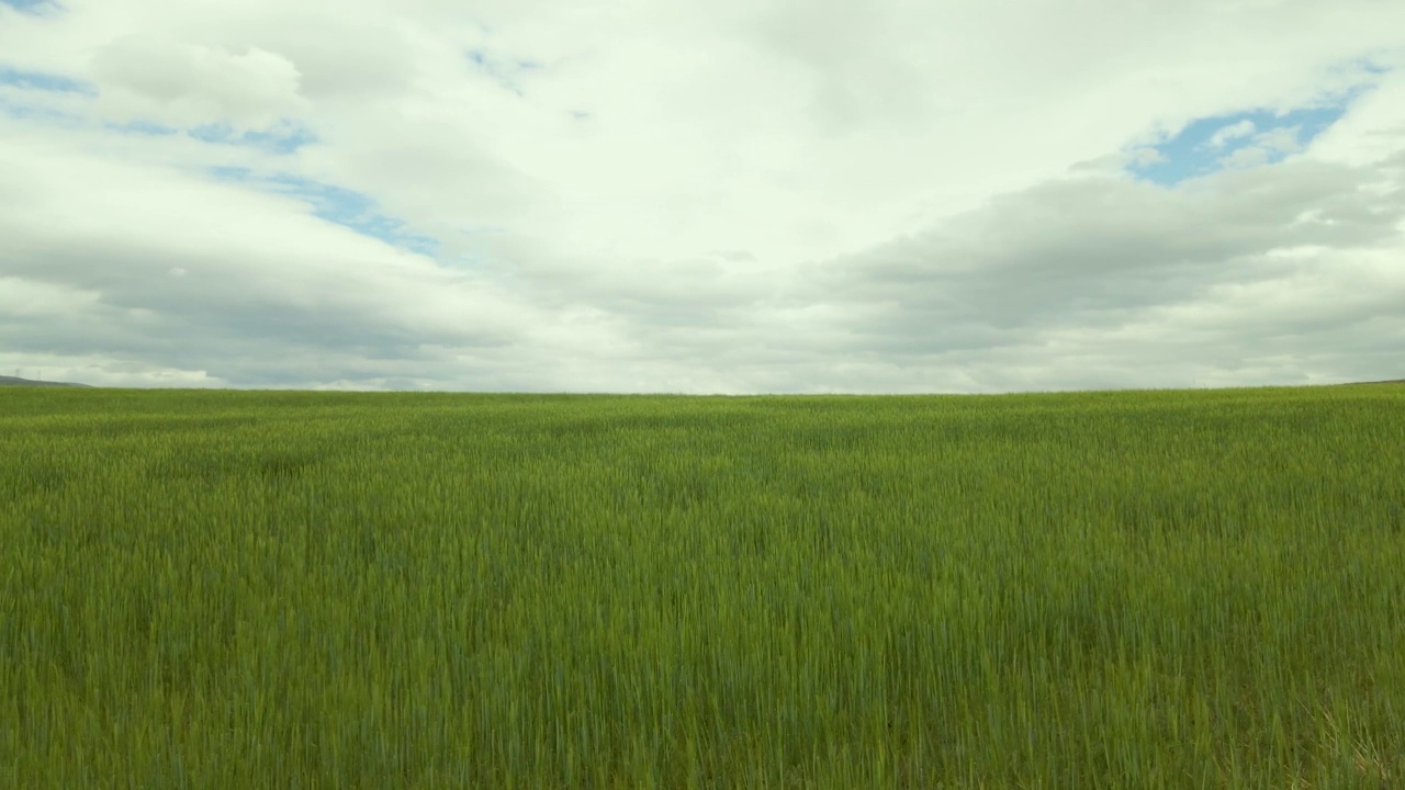 绿色的麦田和蓝色的天空视频素材
