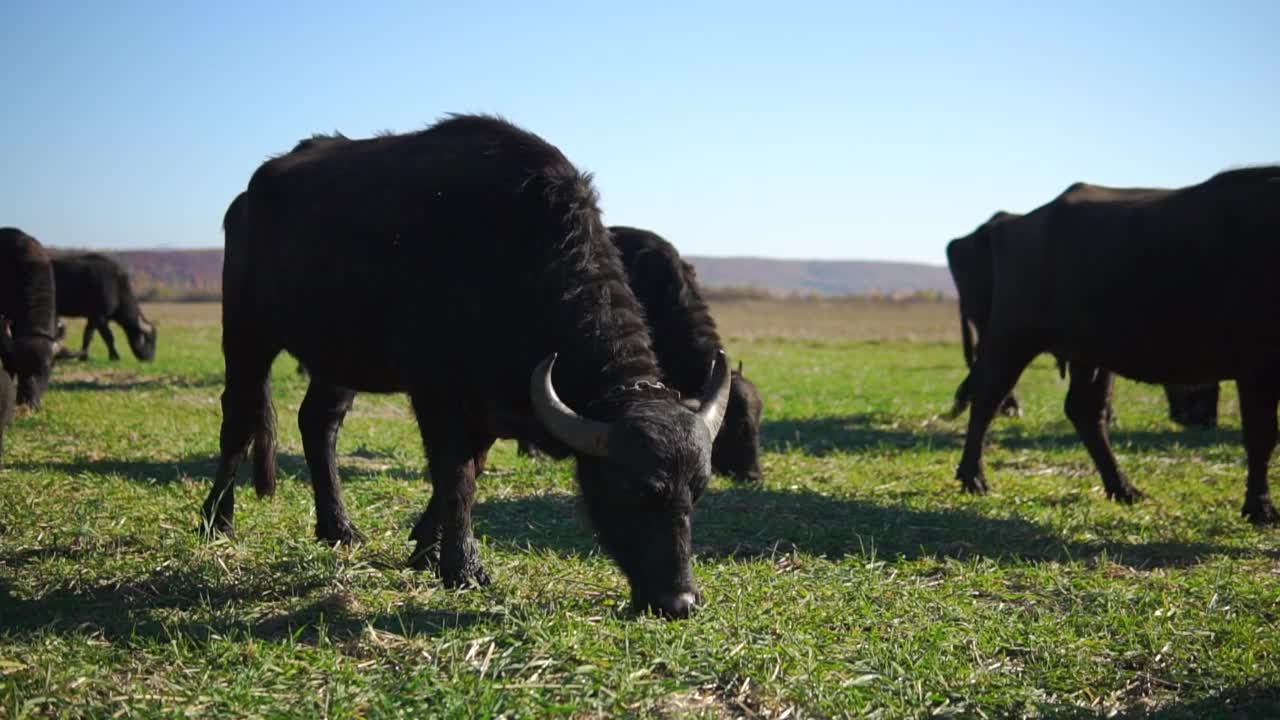 水牛在牧场视频素材