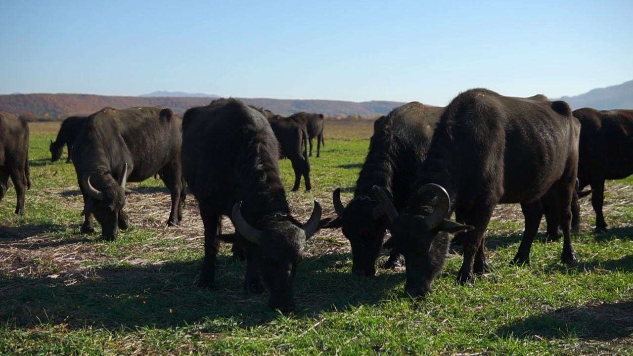 山谷里的野牛群视频素材