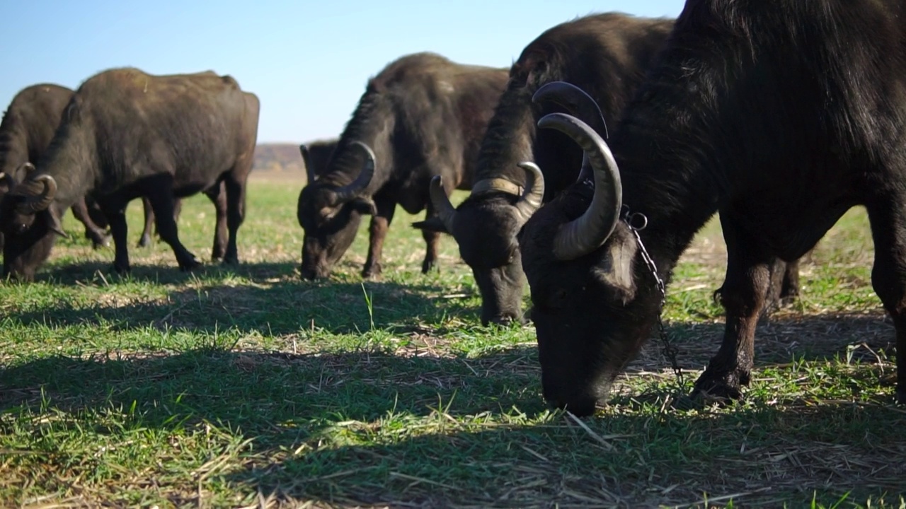 国内水牛吃草视频素材