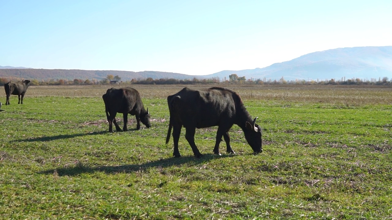 田野里的水牛群视频素材