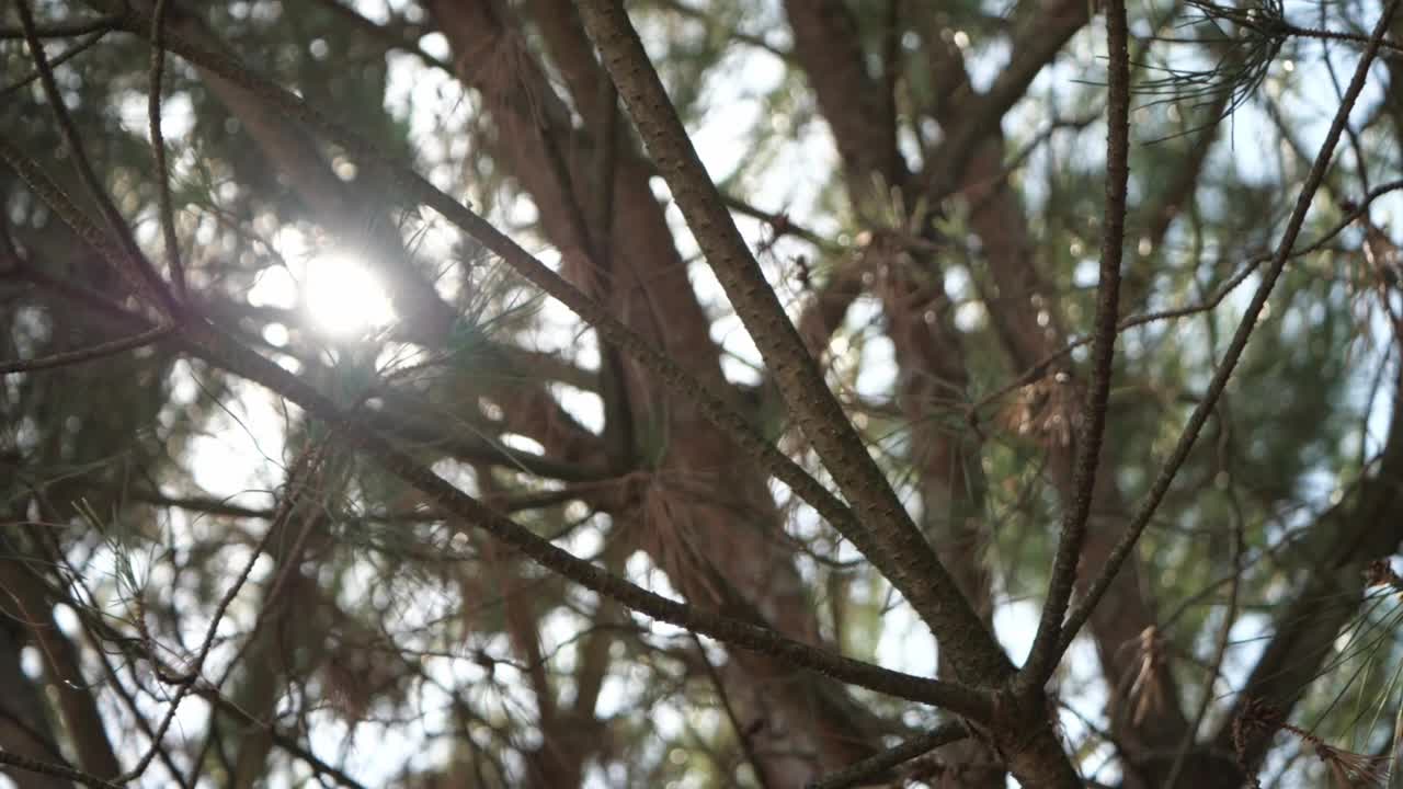 阳光穿过松树的树枝，慢动作视频素材