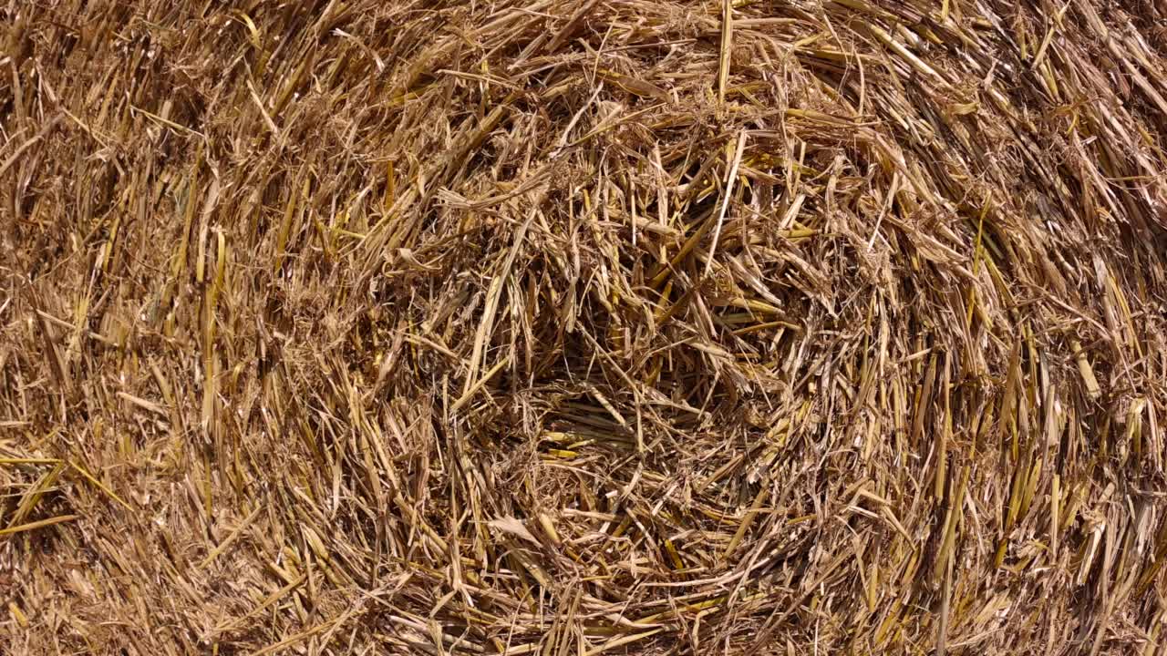 收获小麦的农田视频下载