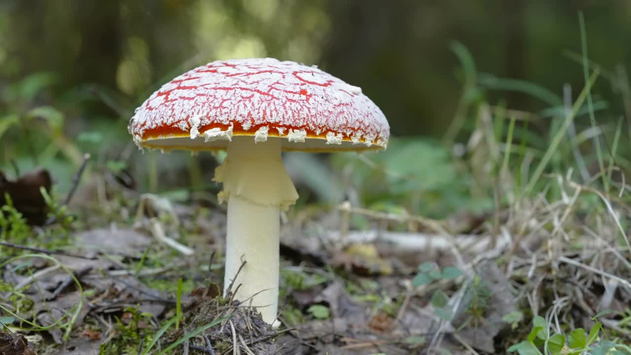 爱沙尼亚森林地面上的红头飞木耳蘑菇视频下载