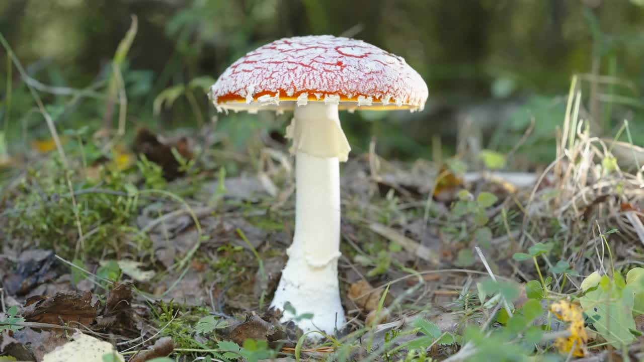 爱沙尼亚的小飞木耳蘑菇的样子视频下载