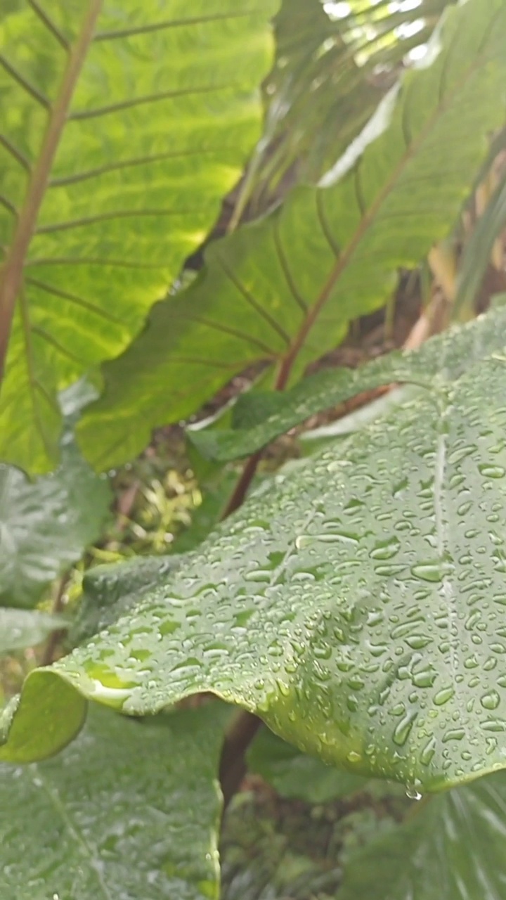 雨滴落在芋头叶子上。视频素材