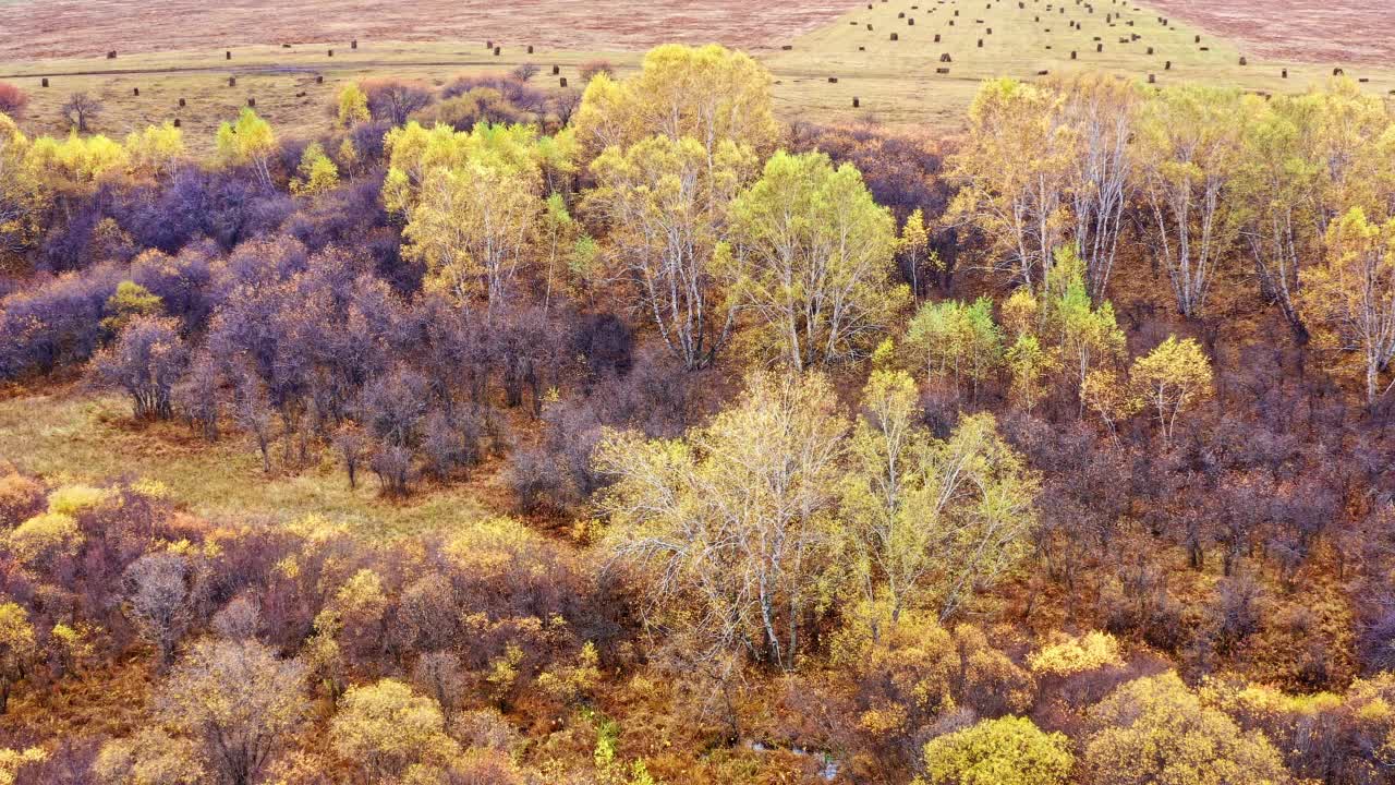 淘金拍摄的彩色白桦林在内蒙古的秋天视频素材
