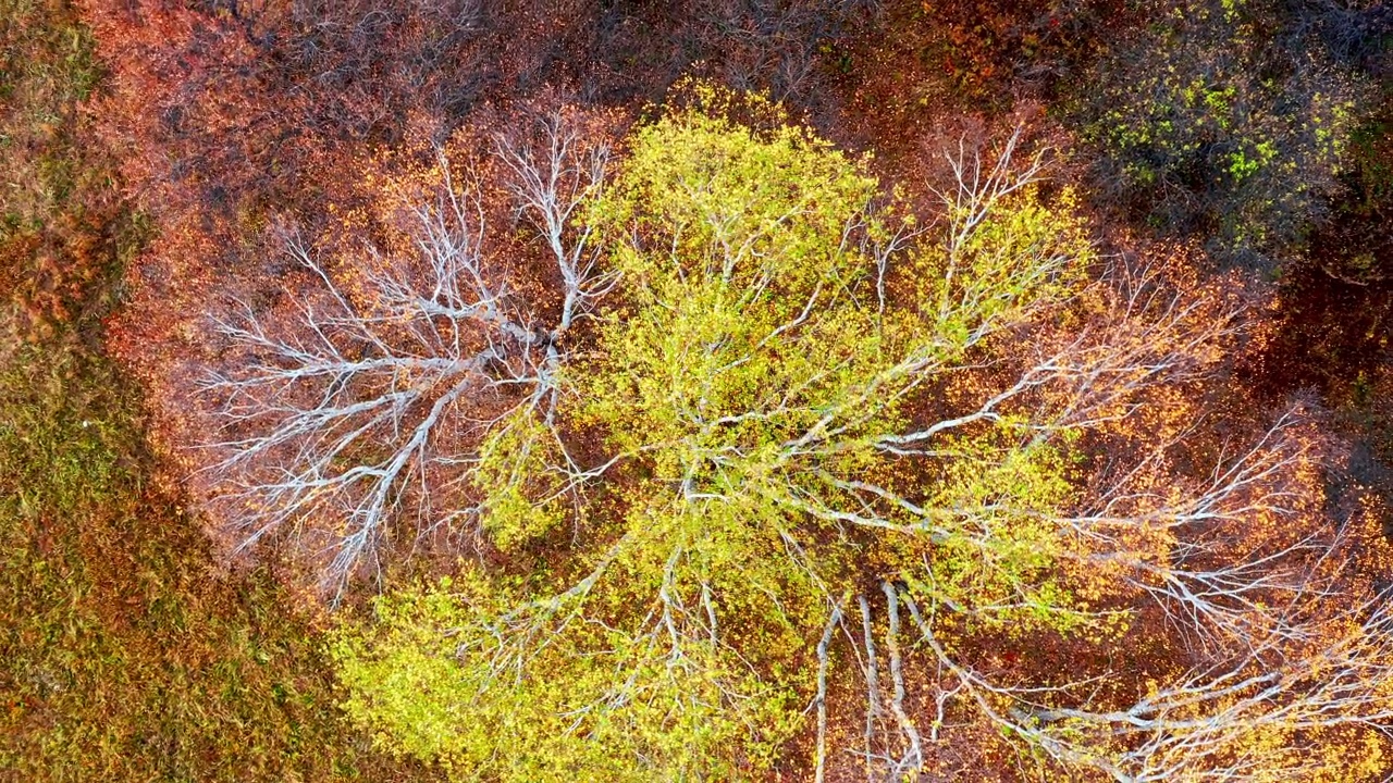 内蒙古彩色白桦林自然景观鸟瞰图视频素材