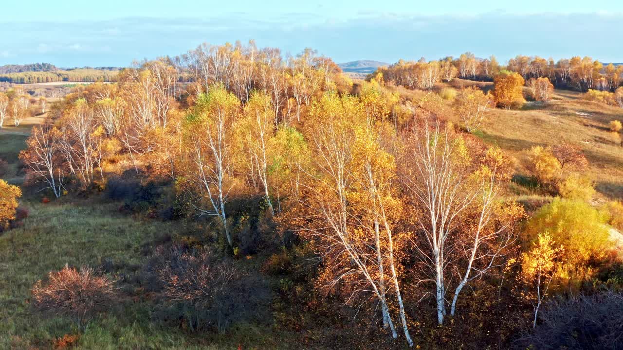 空中拍摄的内蒙古秋季彩色桦林视频素材