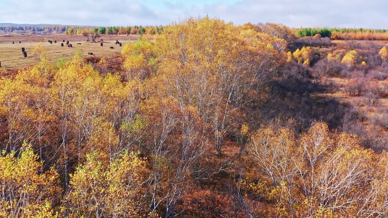 航拍的内蒙古草原彩色桦林景观视频素材