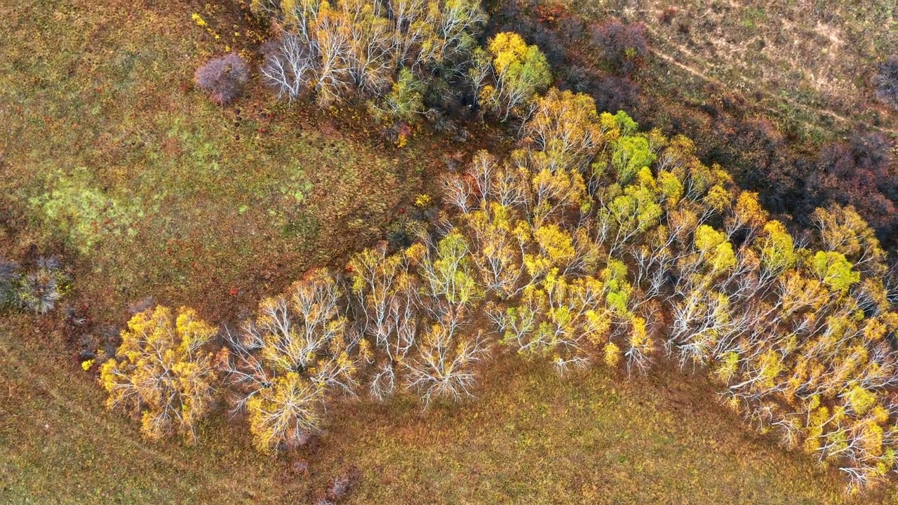 鸟瞰彩色白桦林自然景观视频素材