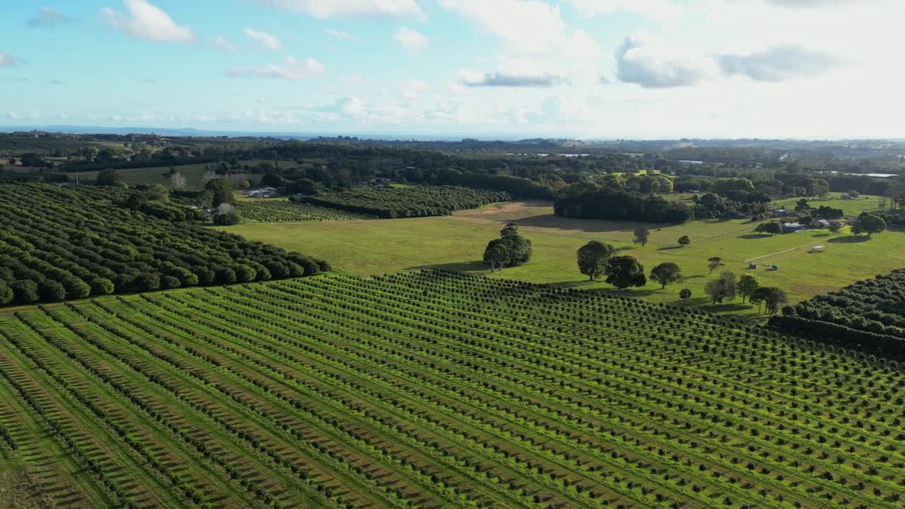 新南威尔士州北部的澳洲种植园视频素材