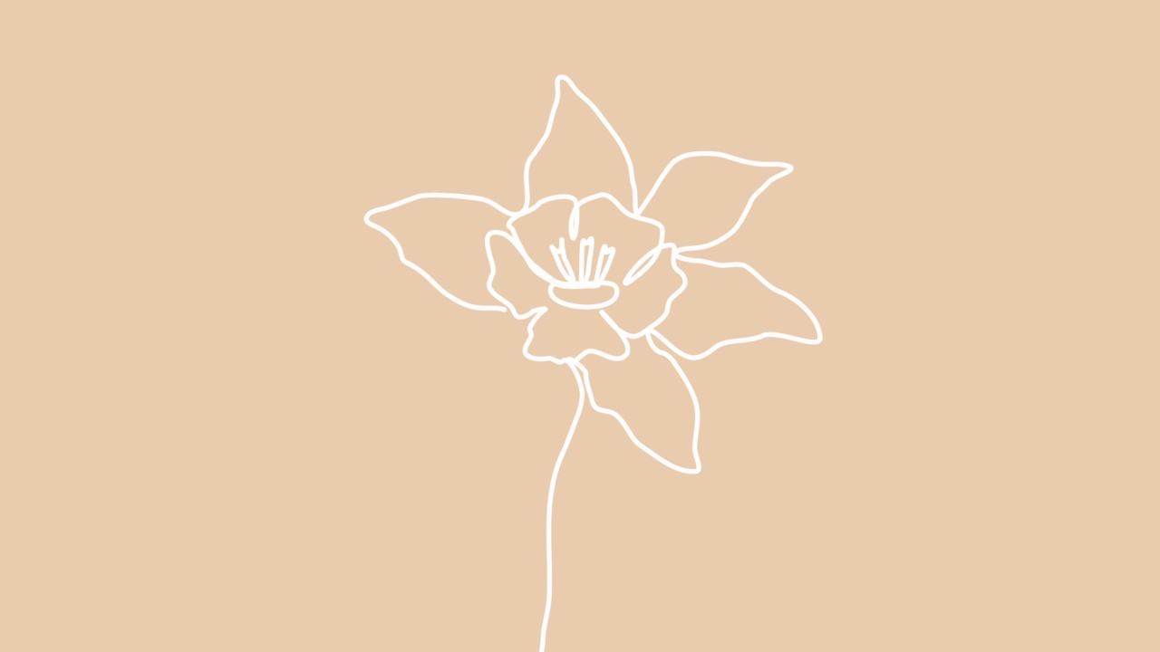 花的轮廓。连续单线画美丽的白葵花在中性背景。自画动画。手绘开花植物。简单的设计,艺术。增长概念4 k视频下载